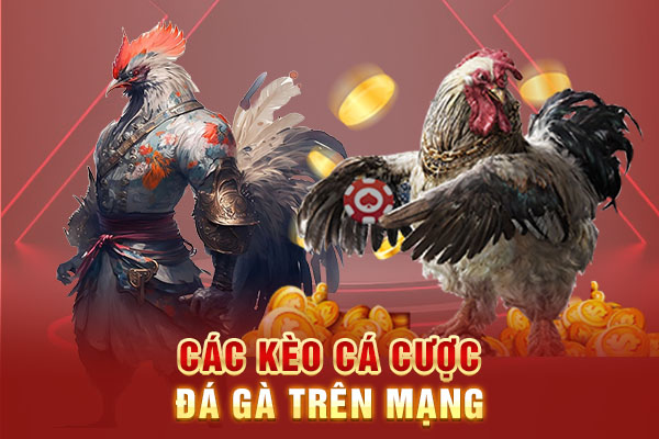 Các kèo cá cược đá gà trên mạng Các kèo cá cược đá gà trên mạng