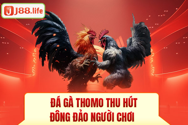 Đá gà Thomo thu hút đông đảo người chơi Đá gà Thomo thu hút đông đảo người chơi