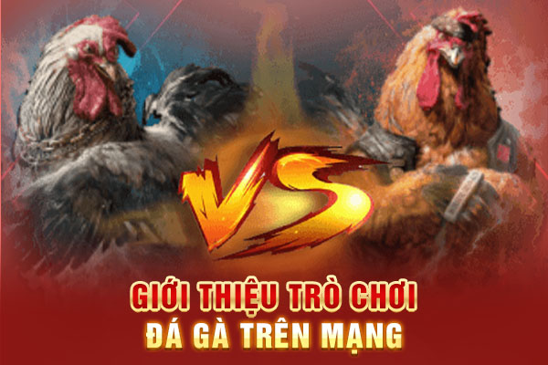 Giới thiệu trò chơi đá gà trên mạng Giới thiệu trò chơi đá gà trên mạng