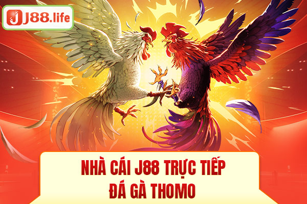 Nhà cái J88 trực tiếp đá gà Thomo Nhà cái J88 trực tiếp đá gà Thomo