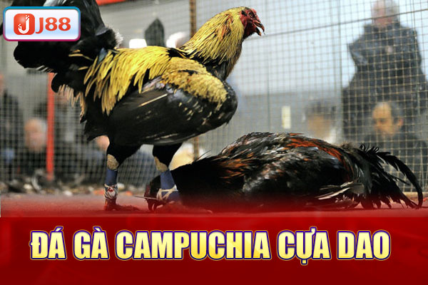 Đá gà Campuchia cựa dao Đá gà Campuchia cựa dao