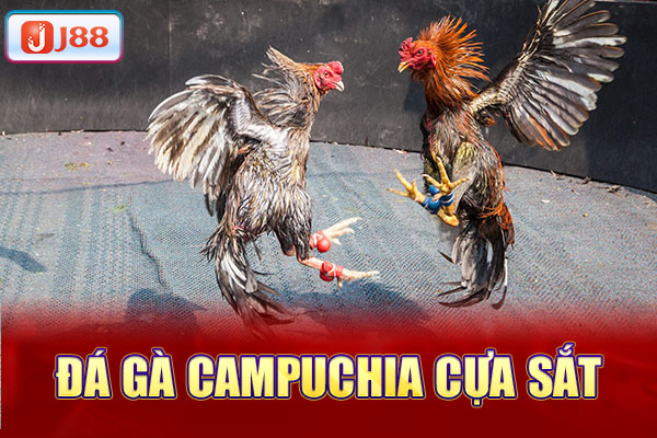 Đá gà Campuchia cựa sắt Đá gà Campuchia cựa sắt