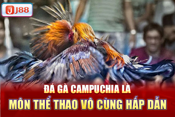 Đá gà Campuchia là môn thể thao vô cùng hấp dẫn Đá gà Campuchia là môn thể thao vô cùng hấp dẫn