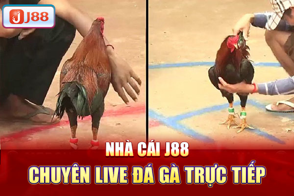 Nhà cái j88 chuyên live đá gà trực tiếp Nhà cái j88 chuyên live đá gà trực tiếp